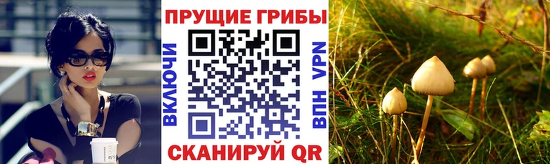 магазин    Комсомольск  Псилоцибиновые грибы MAGIC MUSHROOMS 